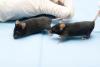 Lab mice