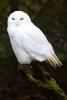 Male snowy owl.