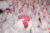 Perdue eliminates animal-only antibiotics from chicken production.