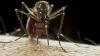 Aedes aegypti