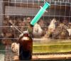 Antibiotic syringe and farm quail