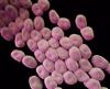 Acinetobacter