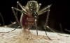 Aedes aegypti mosquito
