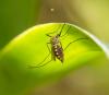 Aedes aegypti on leaf