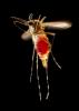 Aedes aegypti mosquito