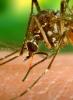 Aedes aegypti mosquito