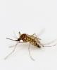 Aedes aegypti