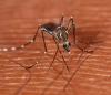 Aedes aegypti mosquito