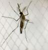 Aedes aegypti mosquito