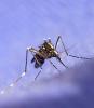Aedes albopictus mosquito