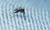 Aedes albopictus mosquito
