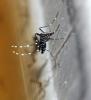 Aedes albopictus
