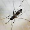 Aedes mosquito