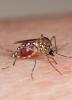 Aedes mosquito