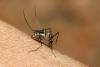 Aedes mosquito