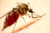 Aedes mosquito