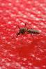 Aedes mosquito on blood membrane