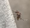 Aedes mosquito on fabric