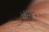 Aedes albopictus