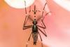 Aedes mosquito