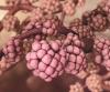 Alveoli lung detail