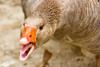 Angry goose