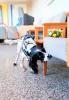 Spaniel sniffing hospital chair