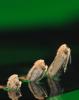 Anopheles mosquito emerging from water