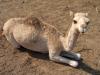 Baby camel