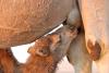 Baby camel nursing