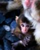 Baby macaque