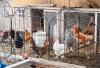 Backyard chicken coop