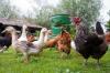 Backyard flock