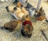 Backyard chickens feeding