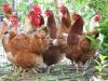 Backyard chickens