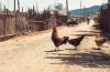 Backyard poultry