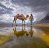 Bactrian camel and handler