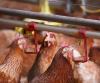 Barn chickens