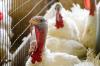Barn turkeys