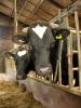 Beef cattle in barn