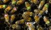 Bees