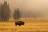 Bison in field