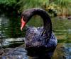 Black swan