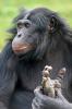 Bonobo