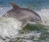 Bottlenose dolphin