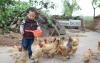 Boy feeding chickens