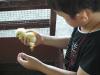 Boy with chick
