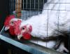 Broiler chickens