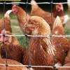 Broiler chickens