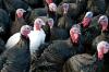 Turkey flock